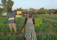 Westafrika, Senegal: 16-tgige Rundreise durch Senegal - Gemseernte in Djilor