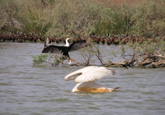 Westafrika, Senegal: 16-tgige Rundreise durch Senegal - Vogelbeobachtung im Nationalpark Djoudj