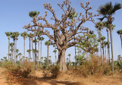 Westafrika, Senegal: 16-tgige Rundreise durch Senegal - Palmenwald mit einem Baobab